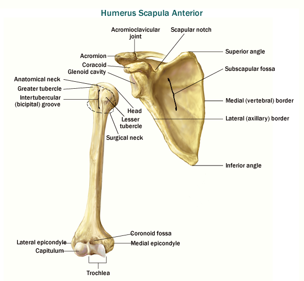 shoulder-injury-humerus-scapula-anterior