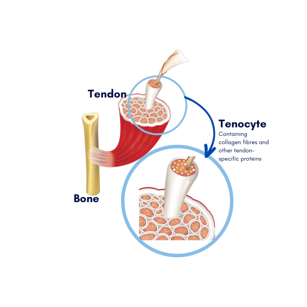 Diagram depicting structure of a tendon. Diagram depicts a tendon connected to a bone, with a magnified section of the tendon showing an individual "Tenocyte", made up of collagen and tendon-specific proteins.