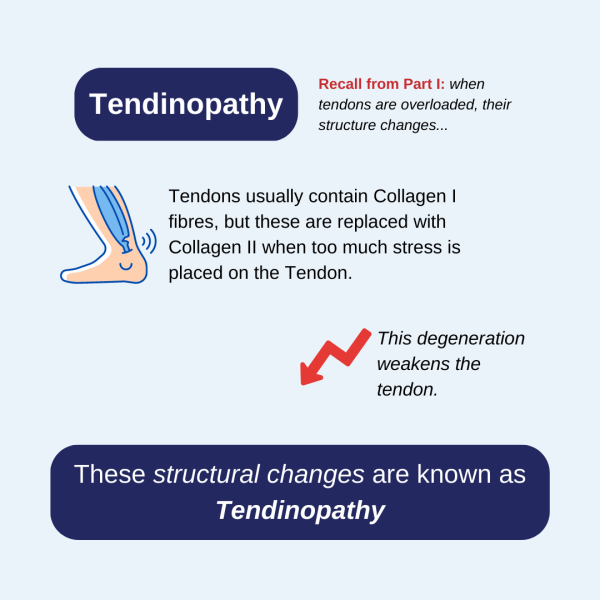 Graphic explaining the definition of Tendinopathy. Recall from Part I:when tendons are overloaded, their structure changes. Tendons usually contain Collagen I fibres, but these are replaced with Collagen II when too much stress is placed on the Tendon. This degeneration weakens the tendon. These structural changes are known as Tendinopathy
